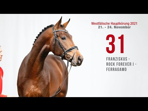 Hauptkörung 2021 Reitpferdehengste Kat-Nr. 31  Franziskus - Rock Forever I - Ferragamo