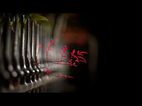 Best Bokeh Lenses - Over 58mm - M42