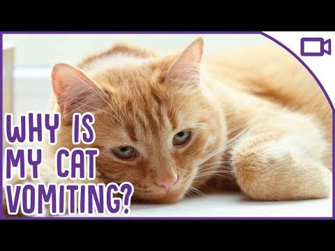 Why Is My Cat Vomiting? When To See a Vet!