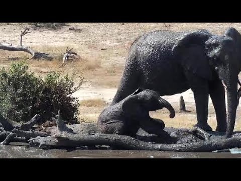 Djuma: Three Elephants come for drink-wee one plays a bit - 13:47 - 09/13/19