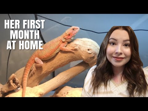 My Bearded Dragons First Month At Home! | Feeding, Bathing, Pooping And More