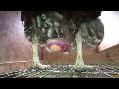 研究者が環境に有害な鶏の糞を環境に優しい燃料に変える