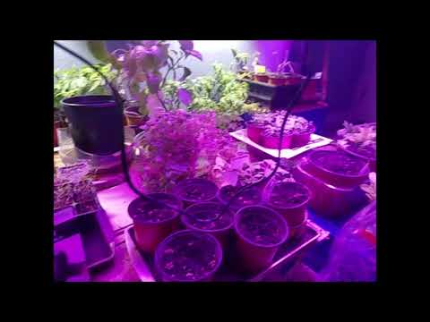 Garden Update 2/21/2020 Planting Onion Seeds By Moon Cycle