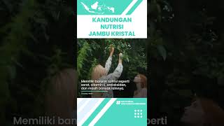 Kandungan Nutrisi dalam Jambu Biji Kristal Bagus untuk Kesehatan: Cegah Virus dan Infeksi
