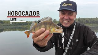 Что ловят тейл спиннер