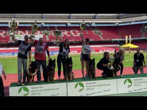 ❣️❣️ VA  MALE'S #BSZS2023 #germanshepherd #worldchampionship #worldchampion #gsd #bszs2023