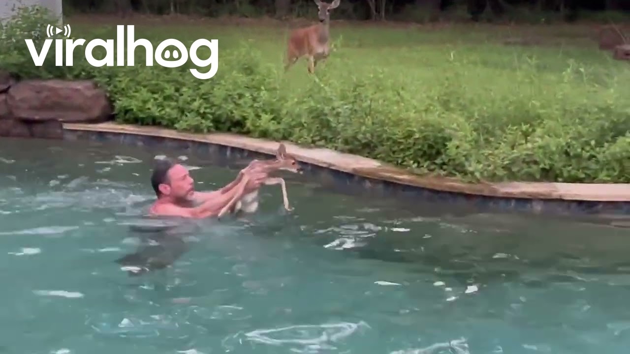 Man Helps Baby Fawn Escape Pool || ViralHog