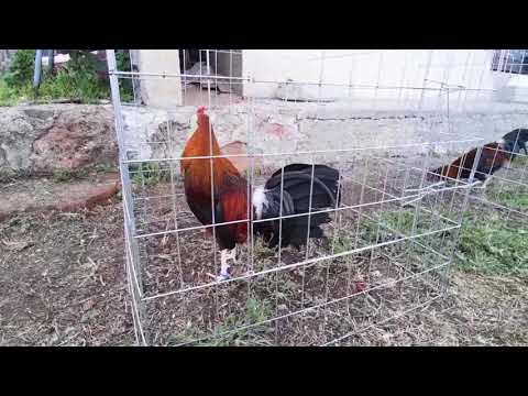 Algunos Kelso, Leiper y Roundhead