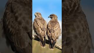 Download lagu Warna Bulu yang Sama Berarti Hal yang Berlawanan pada Burung Buteo Jantan dan Betina mp3