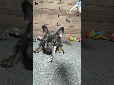 Video 4