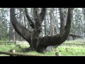 Octopus Tree