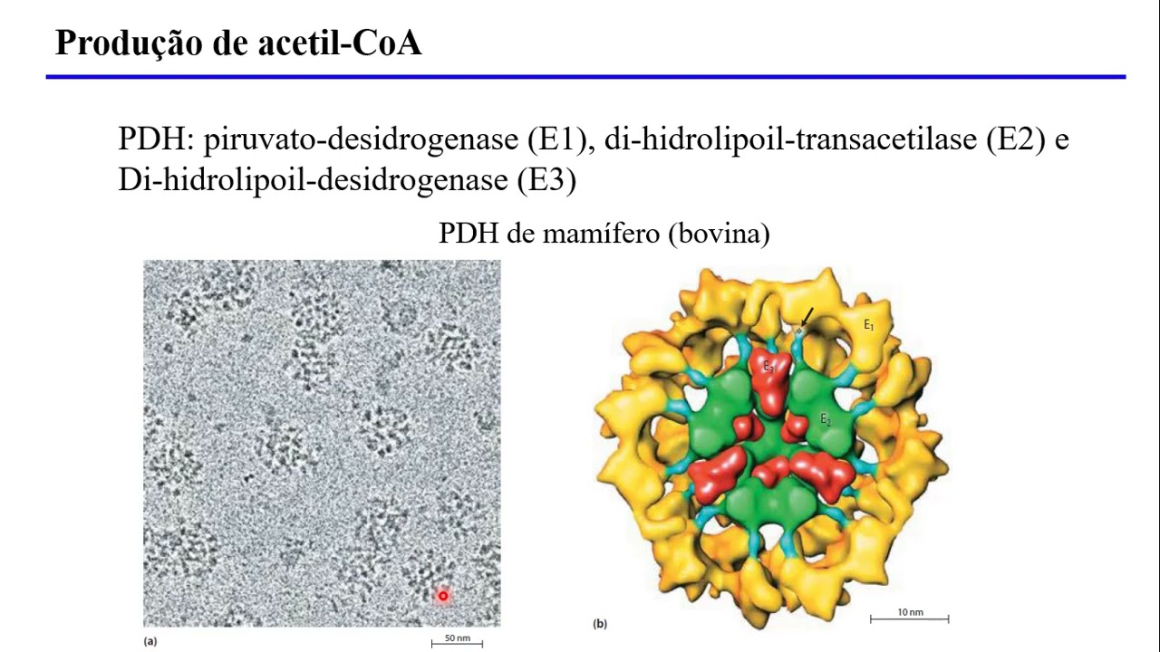 Aula4 ACH5543 - Ciclo do Ácido Cítrico