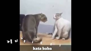 Download lagu Lucu kata baba versi hewan ngakak parah mp3 Download lagu Lucu kata baba versi hewan ngakak parah mp3