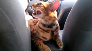 Bengal Cat panting in car
