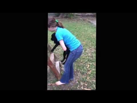 Puppy play climbing trees, ladders and piggy back sliding