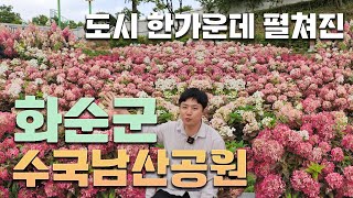광주에서 단 15분 거리에 펼쳐진 신품종 수국공원