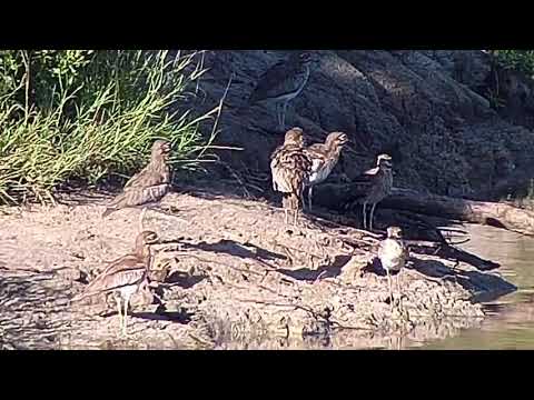 Djuma: Water Thick-knees - 16:59 - 03/06/21