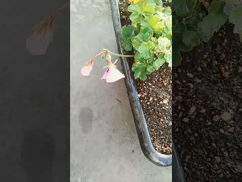 多年草のゼラニウムは最後の暖かい日差しが降り注ぐまで秋に芽吹き続けます