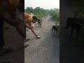 Besahara Dog Ki Seva YouTube Video