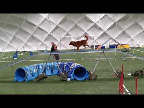 NELLY - agility - egzamin A1 listopad 2019