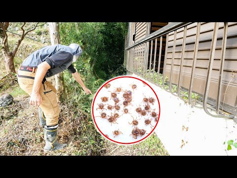 ダニを取り除く 庭の予防 自然に巣を作るもの