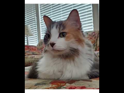 Crystal the Pet Nanny. LLC video.