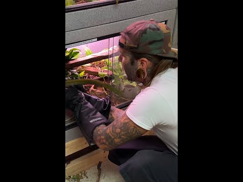 INSANELY CLOSE CALL with a DEADLY Mangshan VIPER! 😱