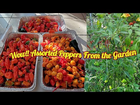 Incredible Garden Harvest of ASSORTED ORGANIC PEPPERS!!!