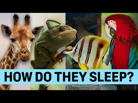 動物の睡眠方法から何が学べるでしょうか?