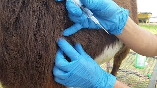 Getting Bucks Ready For Breeding Part 2; Worming