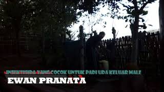 Download lagu Insektisida dan vitamin yang pas untuk padi keluar male mp3 Download lagu Insektisida dan vitamin yang pas untuk padi keluar male mp3