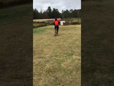 Rufus - Obedience at training