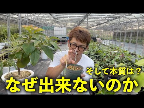 なぜ8月に果樹を接ぎ木するのでしょうか？どうすればうまくいきますか？  庭園