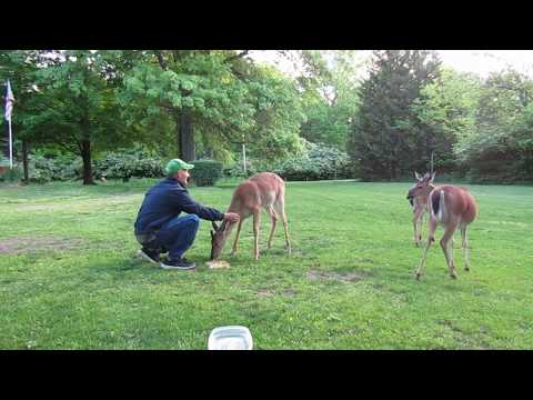 Ep 6:  Feeding my deer friends.....May 2017 :-)