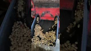 Download lagu Cara Mengolah Buah Kopi menjadi Gabah #kopigayo #mitratani #erwin_dianto mp3