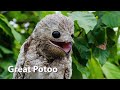 Ghost Bird Sounds (great potoo)