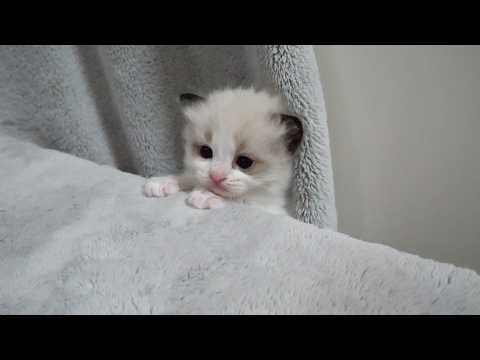 YouTube 썸네일
