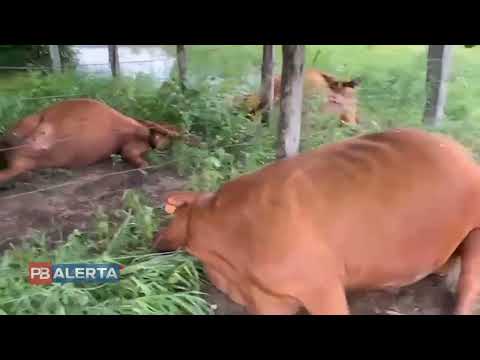 VÍDEO: Raio atinge fazenda e mata gado de alto valor próximo ao Vale dos Dinossauros, em Sousa