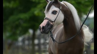 Amazing Horse - American Miniature Horse