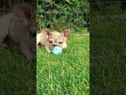 Video 1
