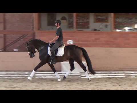 Grafton von Grey Flanell- Roadster- Welt As