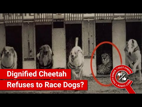 FACT CHECK: Cheetah Refuses to Race Dogs as It Has Nothing to Prove?