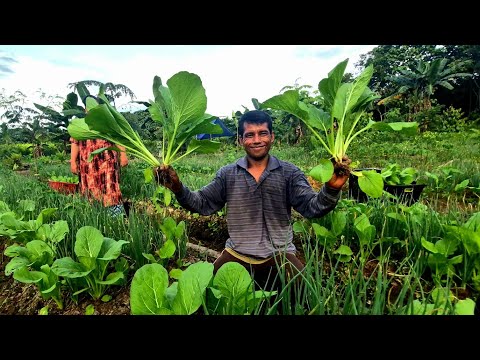 HAPPY TO BE A MIGRANT FARMER IN KALIMANTAN, A TRANSMIGRATION SETTLEMENT