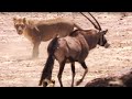 Young Lions Attack Oryx BBC Earth