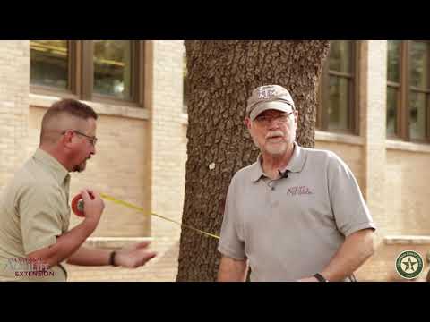 Fungicide Injection for Oak Wilt Treatment: Macro System