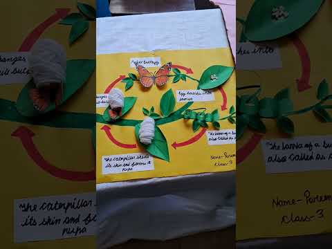 Life Cycle Of A  Butterfly 🦋 ||Craft Work #project #shorts #youtubeshorts