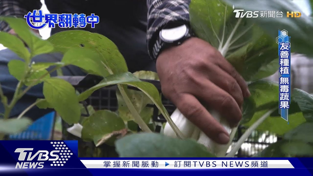 醜蔬果變餃子、吃在地魚!職人用「一口美味」守護地球