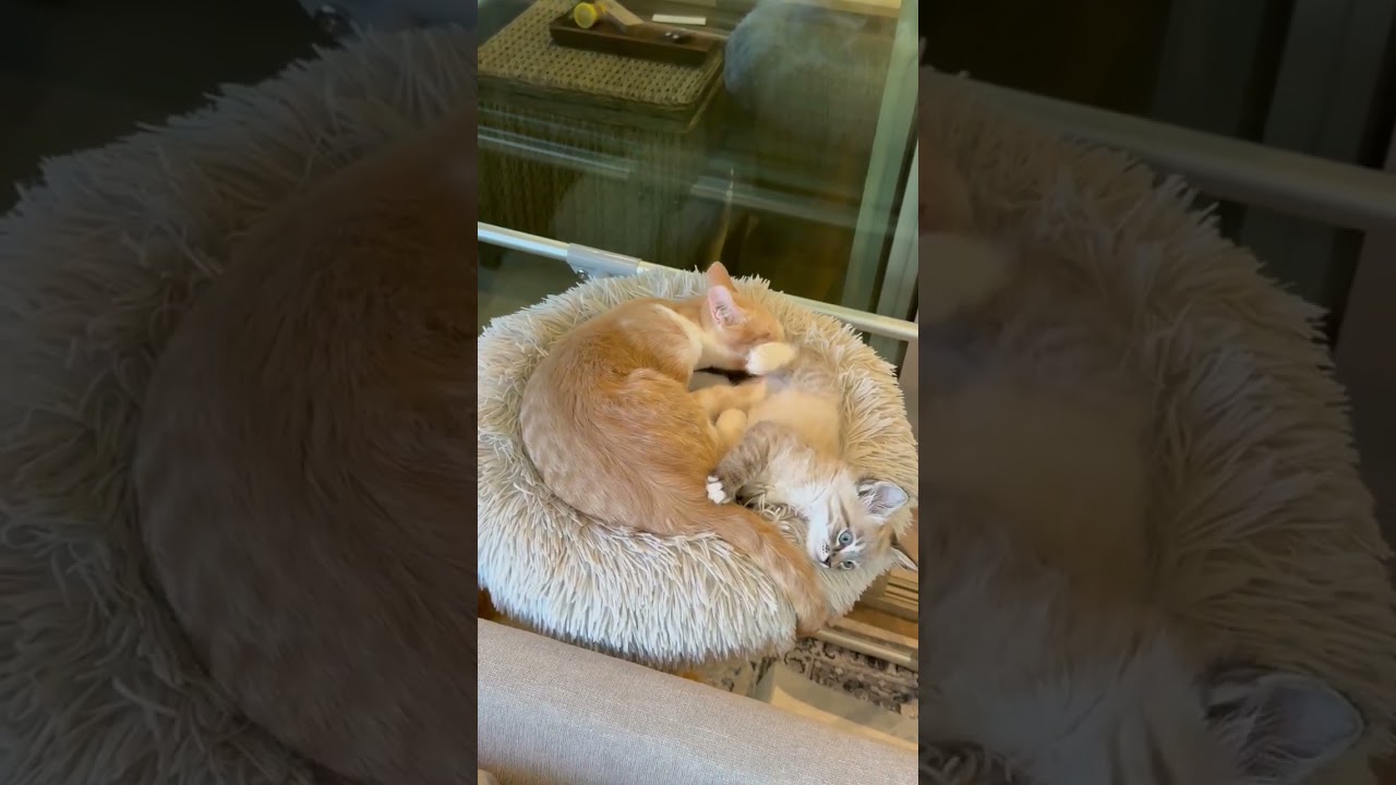 Dustin, a Adoptable Domestic Short Hair in Escondido, CA video 5/6