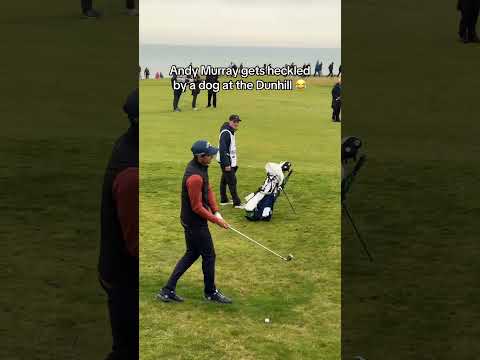 Andy Murray Gets Heckled at The Dunhill Links #golfswing #golf