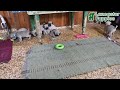 Pug dogs for sale: Lilah - Video 1